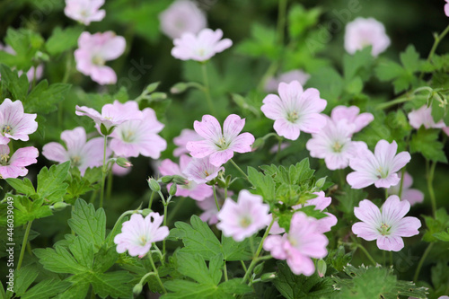 Photos Hardy Geranium 'dreamland in flower