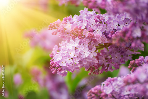 Spring lilac flowers © Roxana