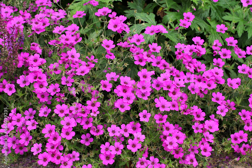 Hardy Geranium patricia 'brempat' in flower Hardy Geranium patricia 'brempat' in flower