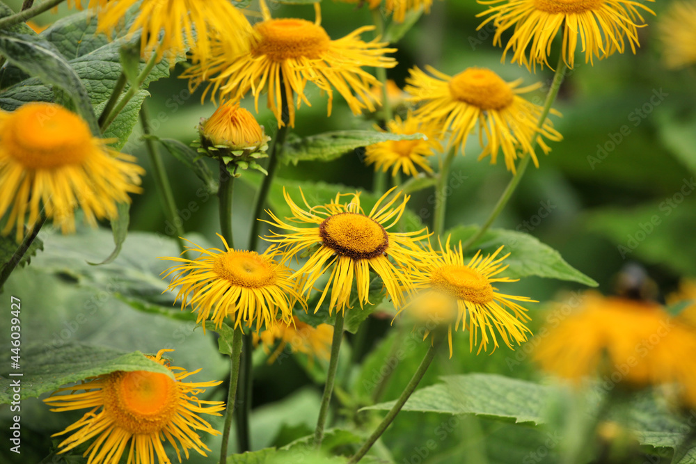 Fototapeta premium Yellow oxeye daisies in flower