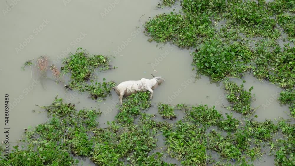 video-stock-dead-cows-floating-in-the-water-the-carcass-of-a-cow-is