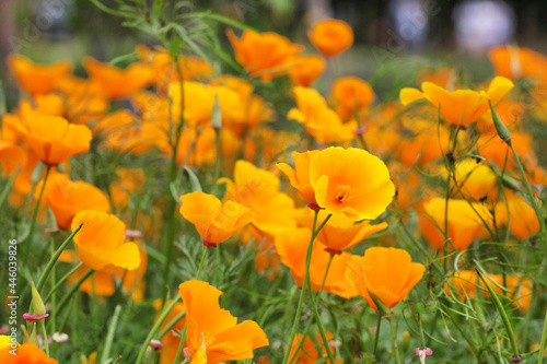 Eschscholzia californica  the California poppy in flower