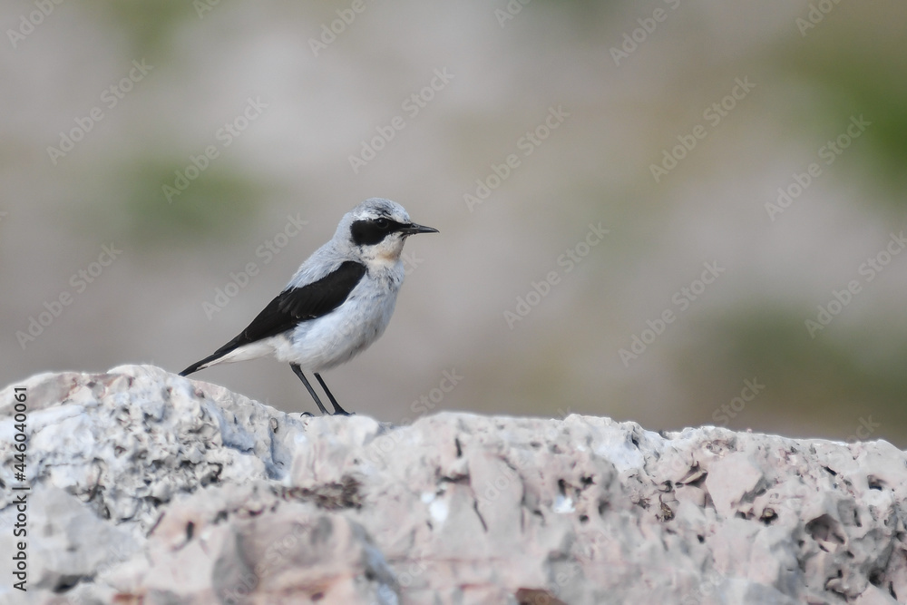 Culbianco (Oenanthe oenanthe) maschio su roccia e sfondo chiaro,ritratto silhouette Culbianco (Oenanthe oenanthe) maschio su roccia e sfondo chiaro,ritratto silhouette