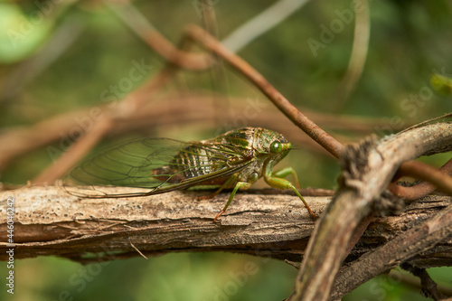 Details of a green cicada on a brown branch.
