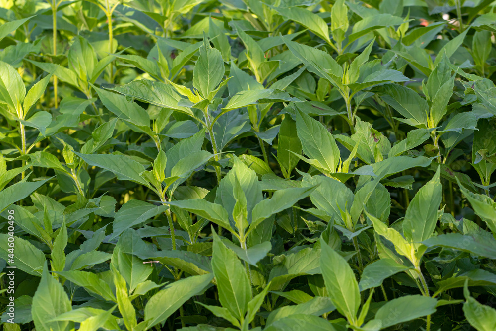green thickets of jerusalem artichoke trunks green thickets of jerusalem artichoke trunks
