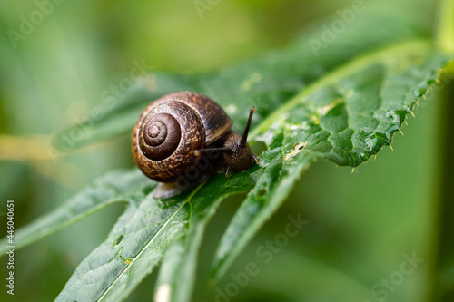 a snail on a plant leaf in nature