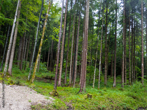 Trees in the forest, after the rain © Александр Кудрявцев