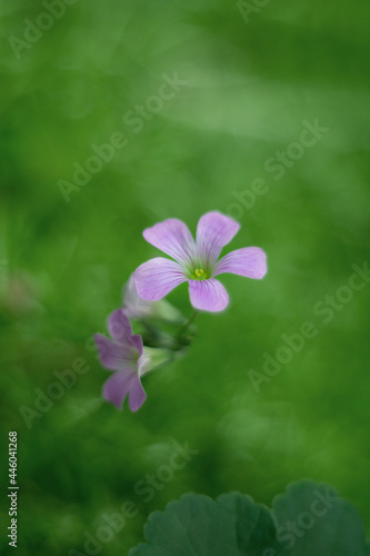 Pink woodsorrel flowers in nature background