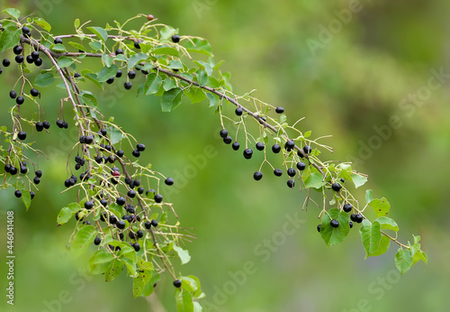 Branch of St Lucie cherry (Prunus mahaleb) with fruits, shot in close-up on a blurred background photo