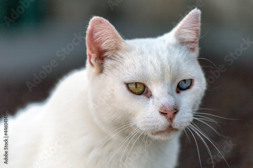 White stray cat with different eyes