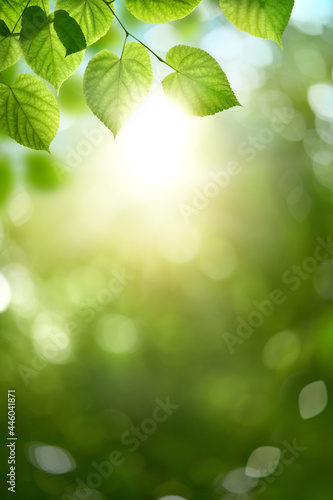 Fresh spring, summer green foliage of tree leaves and a bright sunny springtime bokeh portrait background.