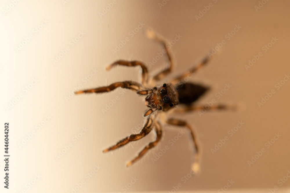 Una pequeña araña mira hacia arriba, fondo difuminado