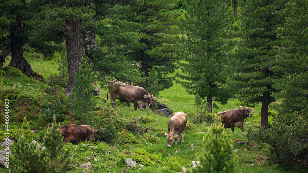 Braune Rinder freilaufend im Wald in den Alpen Braune Rinder freilaufend im Wald in den Alpen