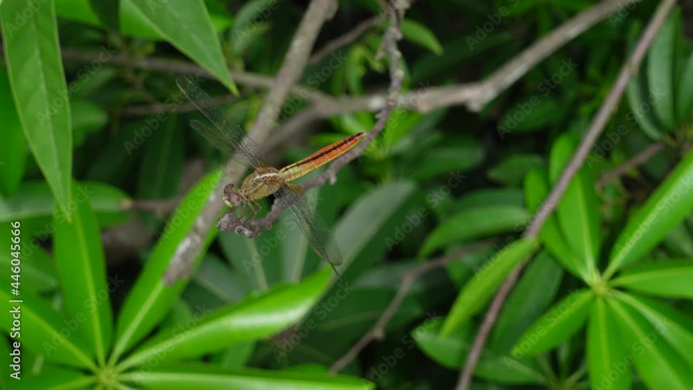 A dragonfly sitting on the green tree bud. Male Pantala flavescens or the globe skimmer dragonfly is sitting on a green tree bud. 4k video. A dragonfly sitting on the green tree bud. Male Pantala flavescens or the globe skimmer dragonfly is sitting on a green tree bud. 4k video.
