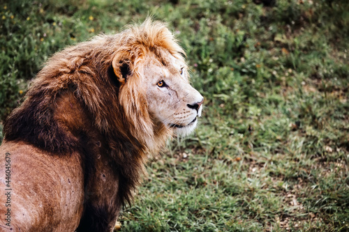 Single male lion portrait. Big lion looking out.