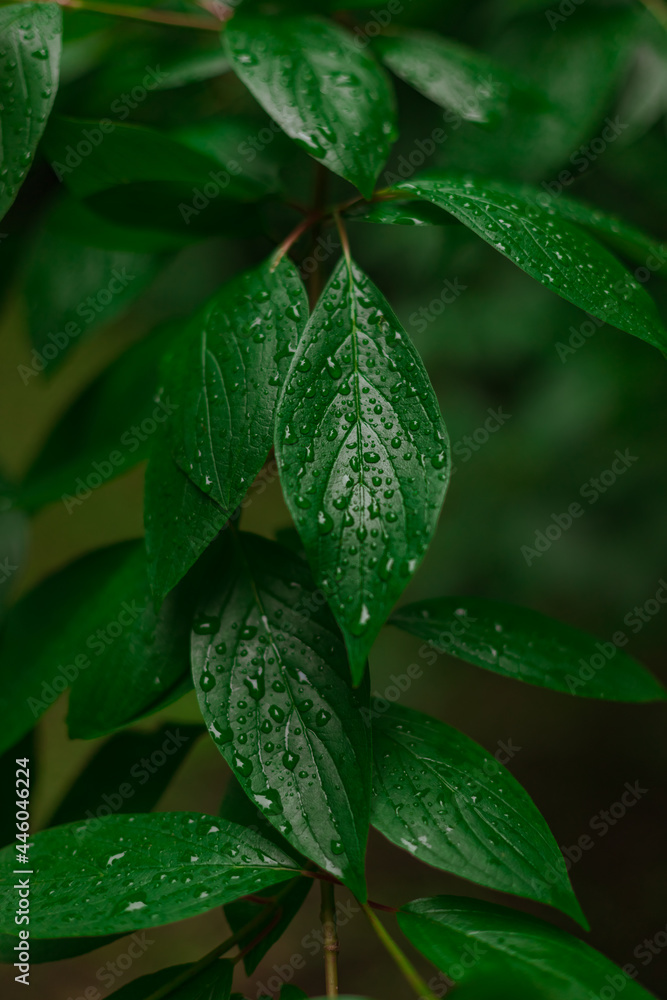 green wet leave after rain with water drops fresh air and ecology thematic vertical picture concept