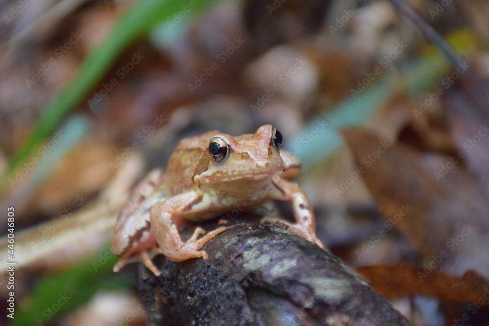 Obraz premium frog on the ground