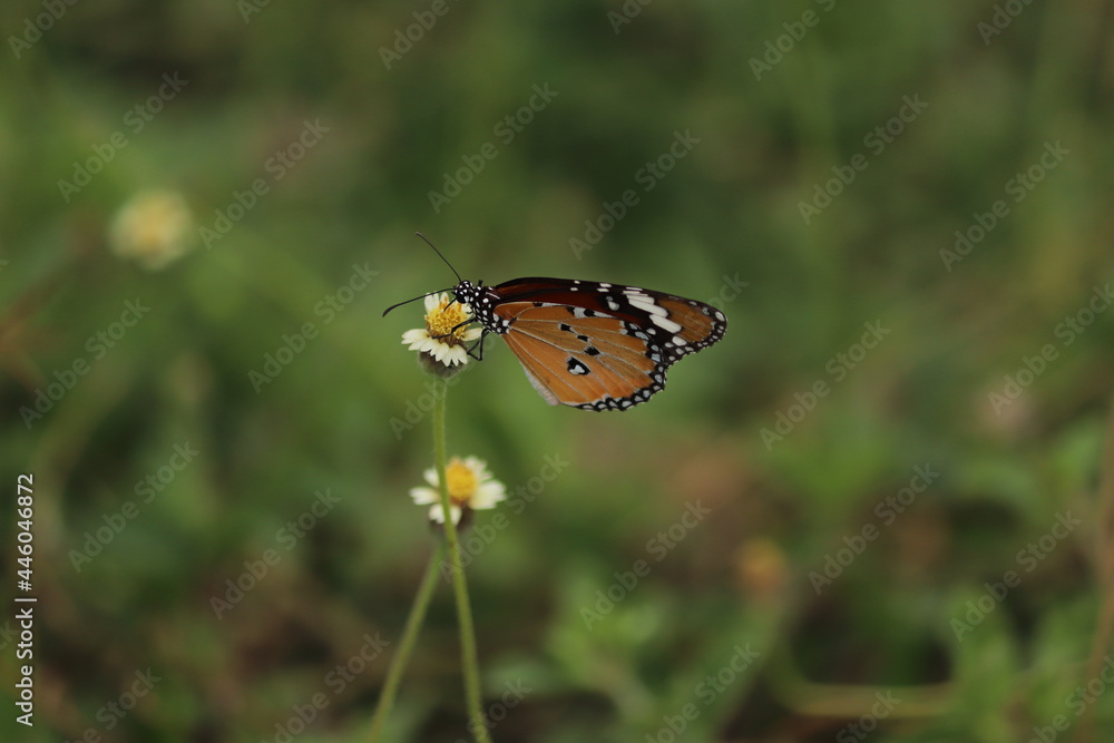 butterfly on a flower butterfly on a flower