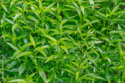 Fresh green Andrographis paniculata plant in nature garden