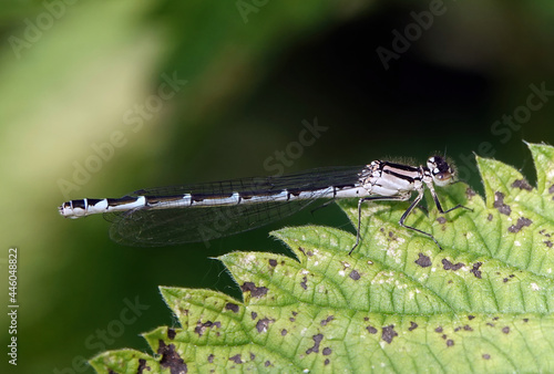 Closeup shot of a Blue Damselfly on a black-spotted gre leaf