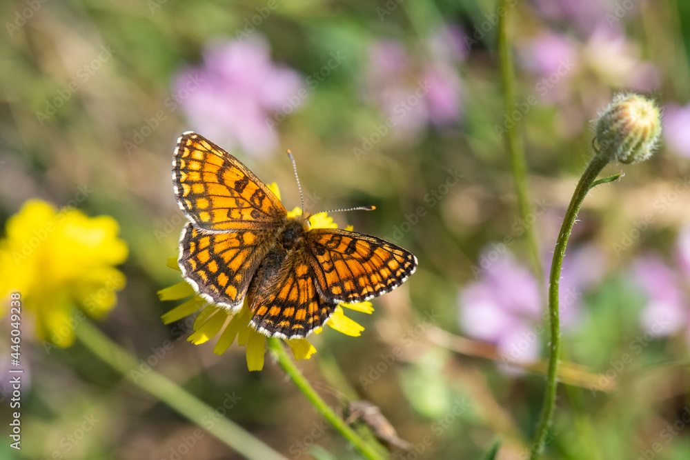 Nymphalidae / Amannisa / Heath Fritillary / Melitaea athalia Nymphalidae / Amannisa / Heath Fritillary / Melitaea athalia