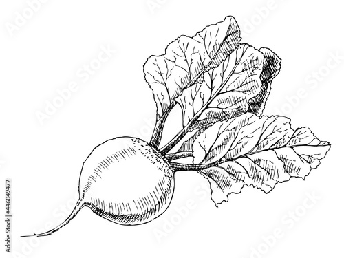 Vector hand-drawn vegetable Illustration. Detailed retro style  beetroot sketch. Vintage sketch element for labels, packaging and cards design.
