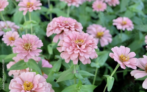 Beautiful Fresh Pink Chrysanthemum Flowers © arayabandit