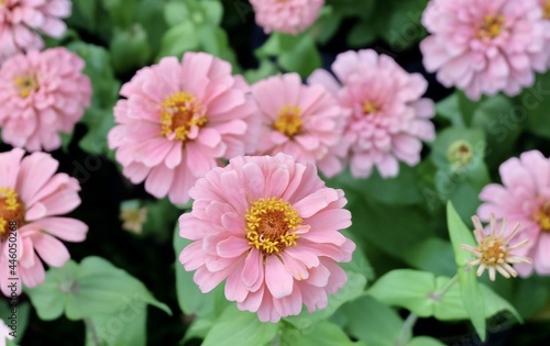 Close Up Beautiful Fresh Pink Chrysanthemum Flowers