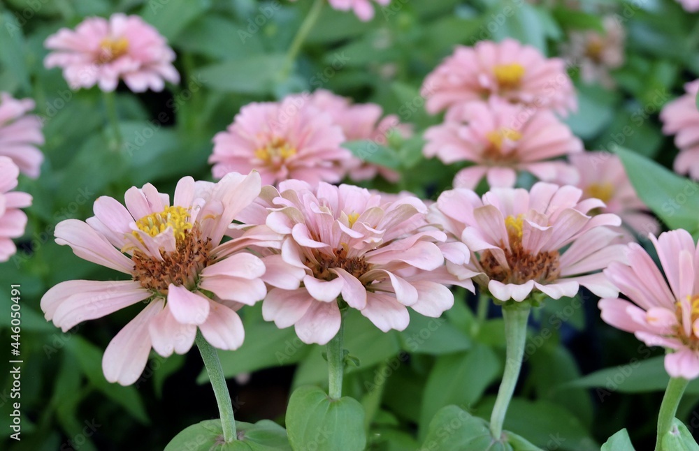 Close Up Beautiful Fresh Pink Chrysanthemum Flowers Close Up Beautiful Fresh Pink Chrysanthemum Flowers