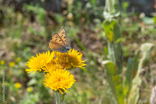 Lycaenidae / Küçük Ateş / / Lycaena thersamon photo