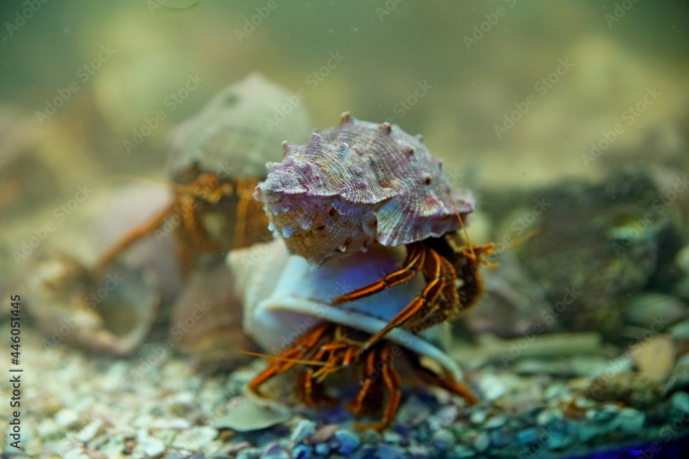 Seashell in the aquarium.