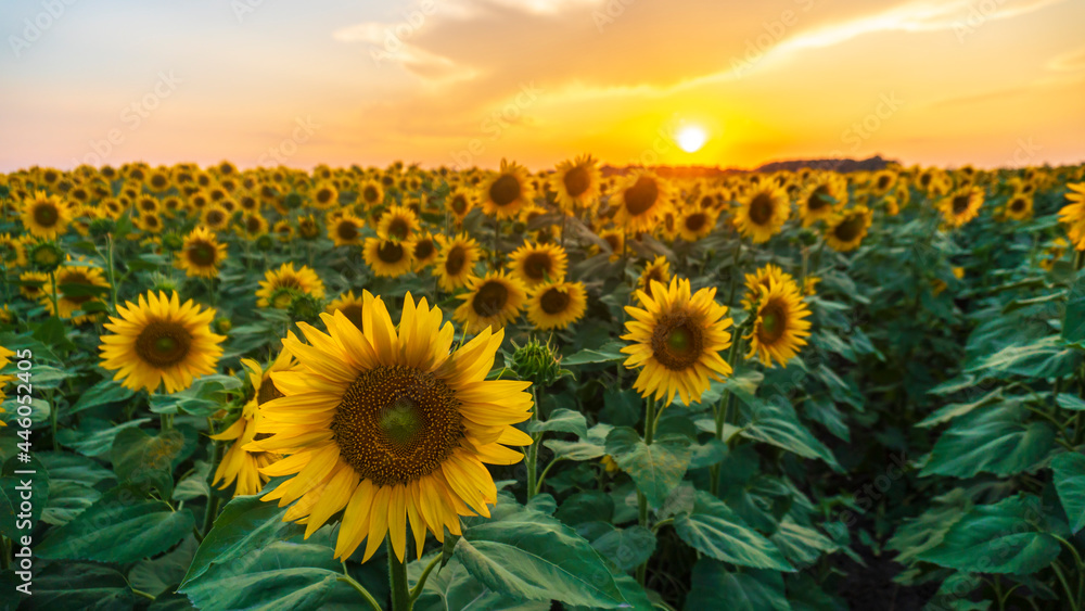 Fototapeta premium a sunflower field at sunset