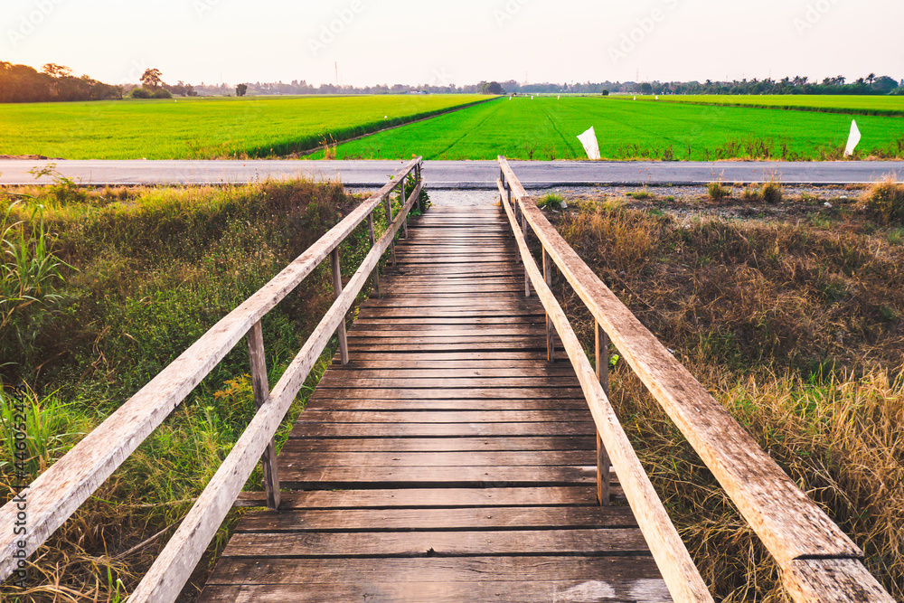 Perspective view of a wooden path with summer rice field on background
