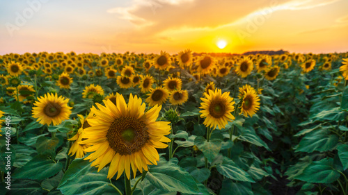 Fototapeta Naklejka Na Ścianę i Meble -  a sunflower field at sunset
