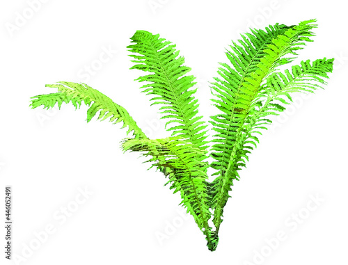 Fern leaf isolated on white