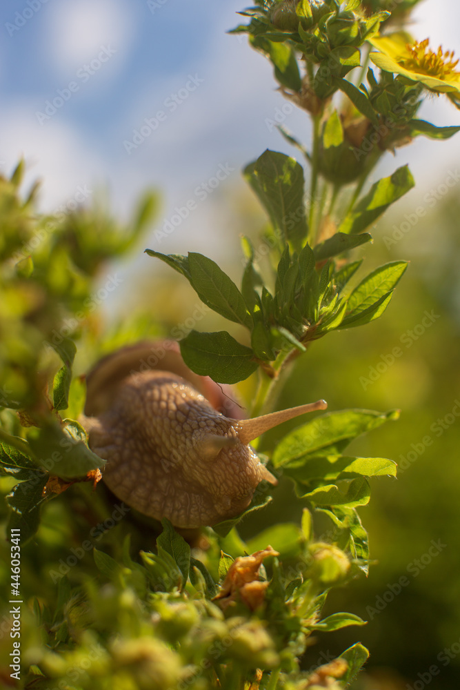 A snail sits on the stem of a flower bush in the garden. Hot summer weather.