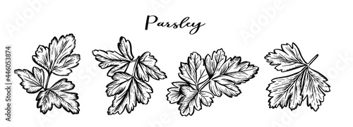 Parsley ink sketch. Parsley leaves isolated on white background. Hand drawn vector illustration. Engraving of parsley leaf.