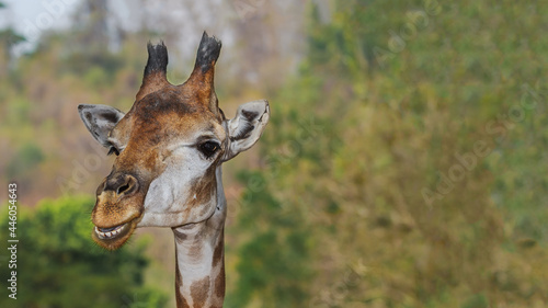 Photography Giraffe smiling face on clear background with plenty of copy space