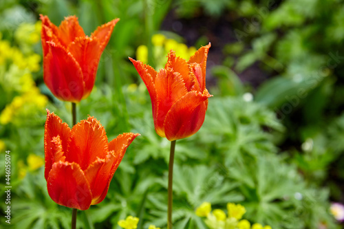 Red tulips with rain drops on a green background