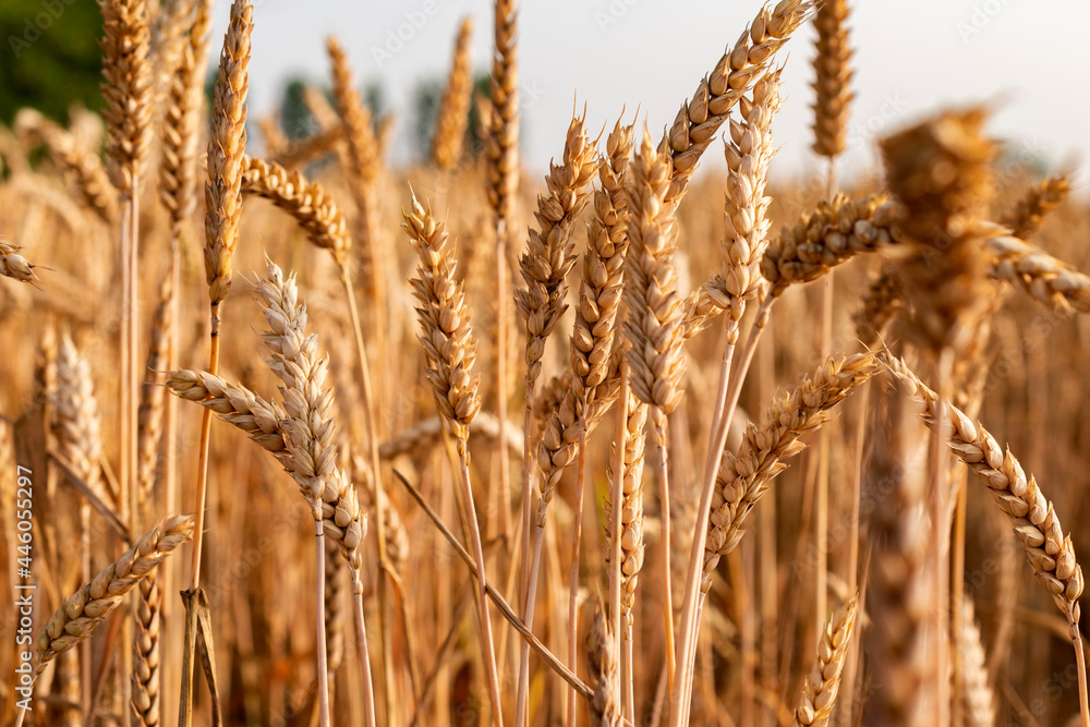 Fototapeta premium Ripe golden color wheats growing in the field on sunny day.
