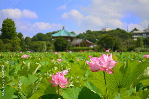 日本　東京都　上野恩賜公園の不忍池に咲く蓮 © onosan