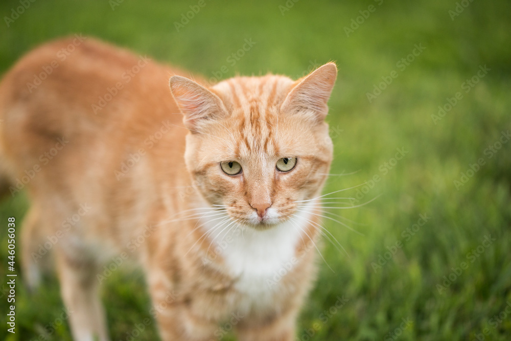 Red cat is standing in the green grass. Curious look. Selective focus on the eyes.Close-up portrait