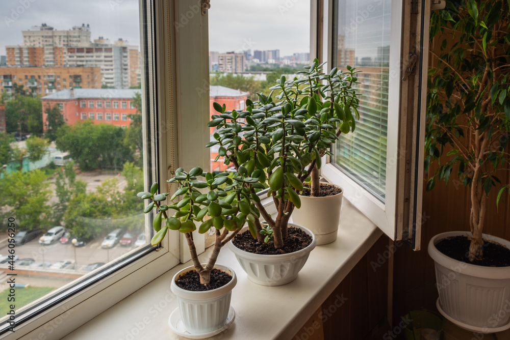Succulent houseplant Crassula on the windowsill against the background of a window.
