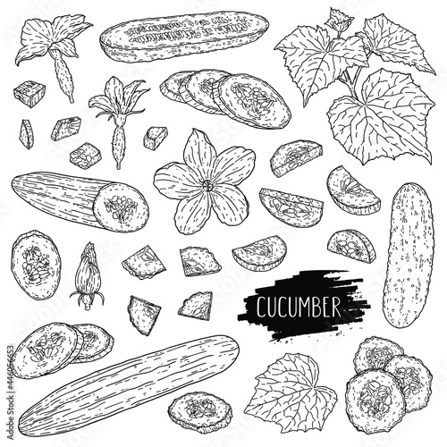 Organic vegetable cucumber set. Hand drawn whole cucumbers, slices, halves, pieces, flower, branch and leaves isolated on white background with label. Outline ink style sketch. Vector coloring illustr