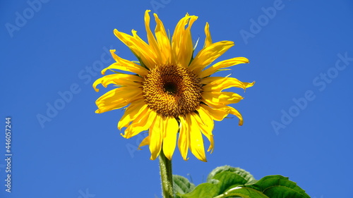 Yellow bright sunflowers with green leaves on a background of blue sky. Sunflower seeds. Growing Sunflower field and harvest sunflowers for oil production. Agriculture.