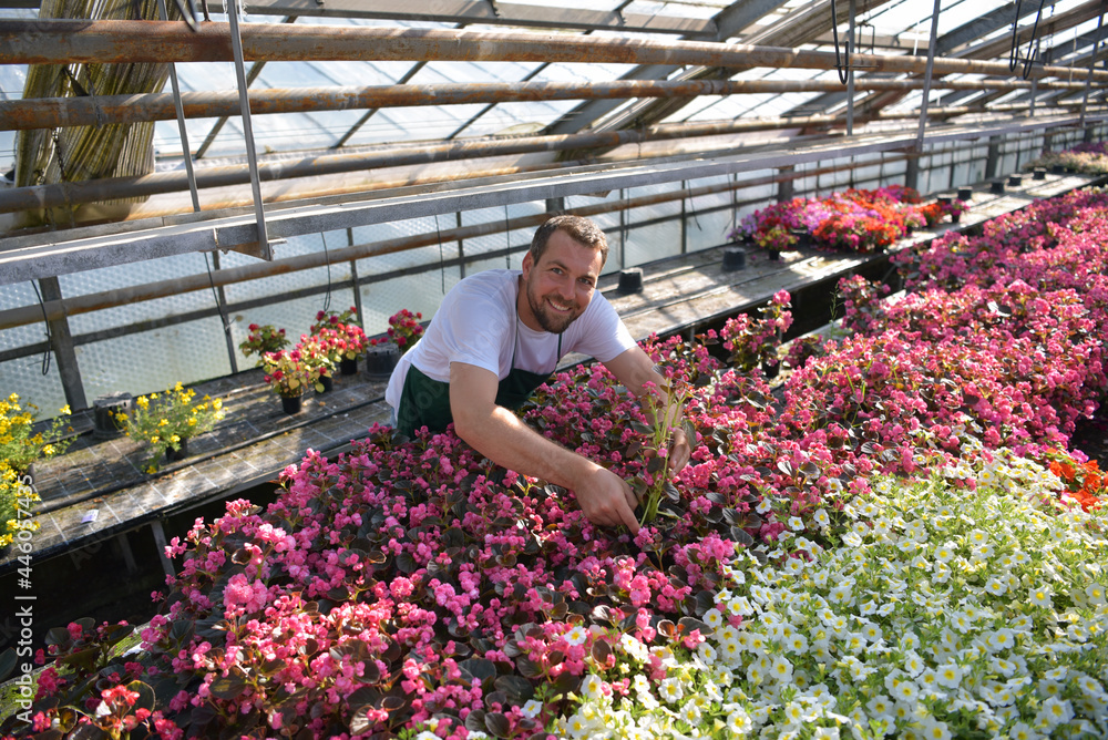 happy worker growing flowers in a greenhouse of a flower shop happy worker growing flowers in a greenhouse of a flower shop