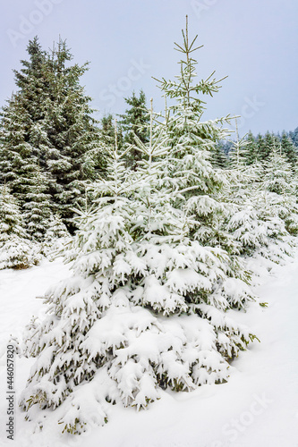 Snowed in icy fir trees landscape Brocken mountain Harz Germany © arkadijschell
