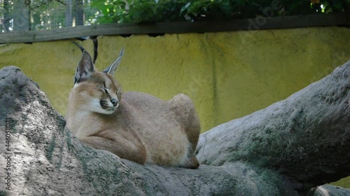 caracal in zoo lying on a tree branch photo