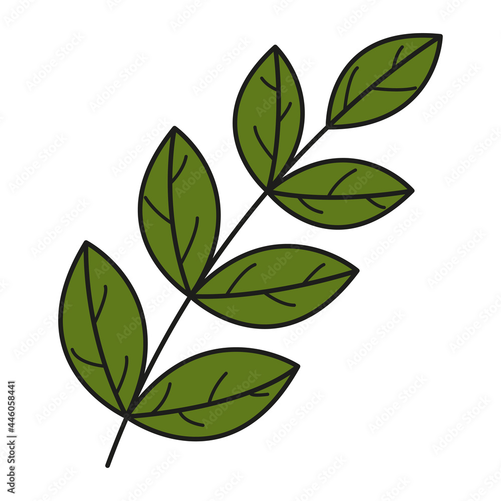 Fototapeta premium Leaf colorful icon. Vector leaves logo. Green autumn leaf. Autumn leaves for your projects, illustrations, websites. 