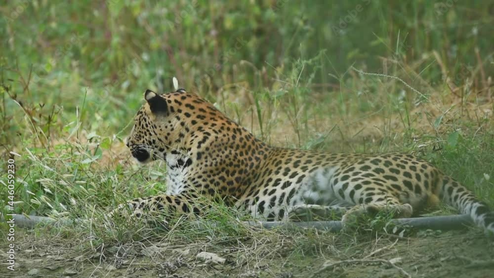 wild male leopard or panther portrait or close up shot in natural monsoon green forest of central india - panthera pardus fusca wild male leopard or panther portrait or close up shot in natural monsoon green forest of central india - panthera pardus fusca